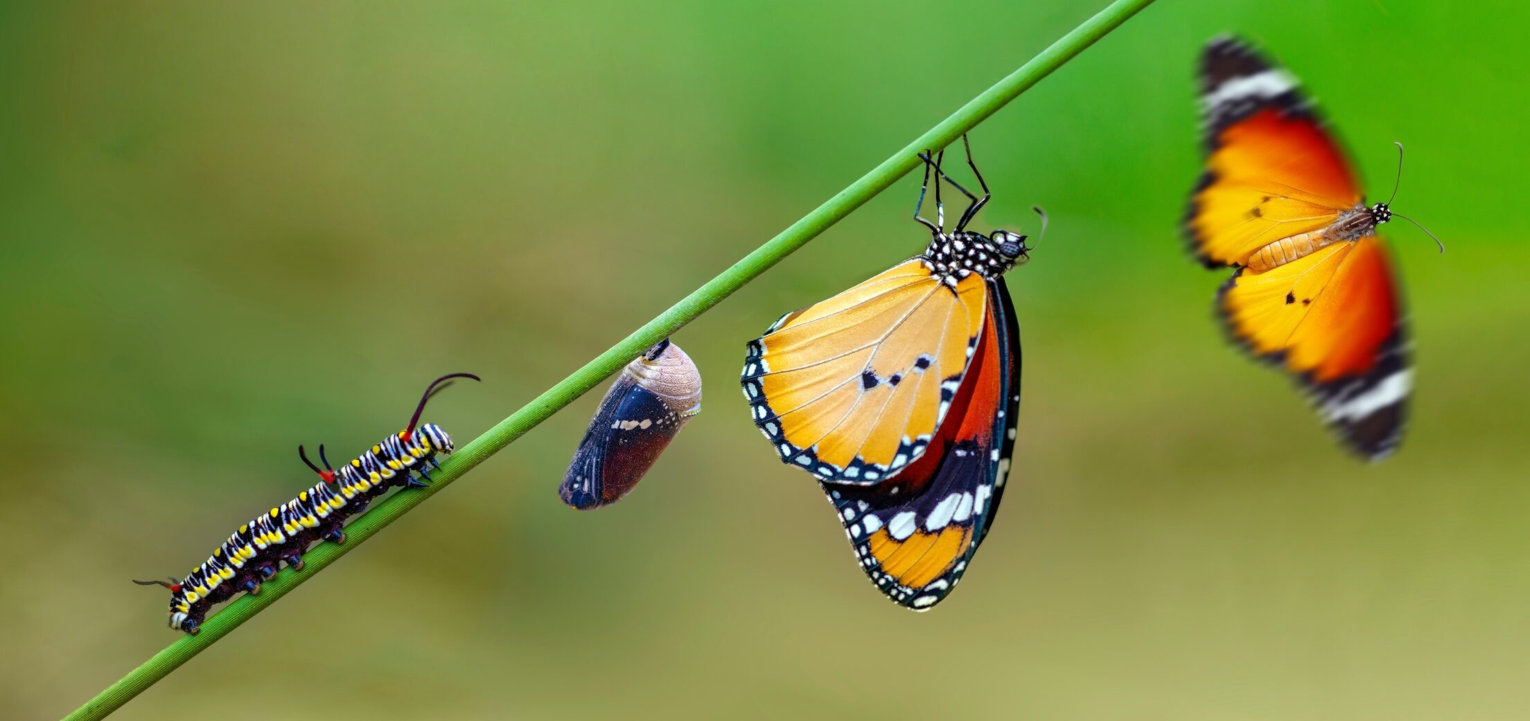 De kracht van communities ‘Transformeren van rups tot vlinder’